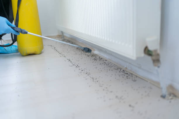 Best Wasp Removal Services  in Blountstown, FL